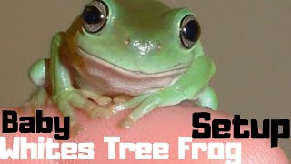 Baby Whites Tree Frog Setup  Simple But Advanced [upl. by Asyla]