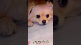 कितना प्यारा है 🐕dog puppy growling 5kviralshorts [upl. by Aihsemat]