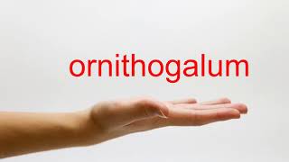 How to Pronounce ornithogalum  American English [upl. by Shornick]