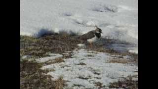 Pempė  Northern Lapwing  Vanellus vanellus [upl. by Esir]