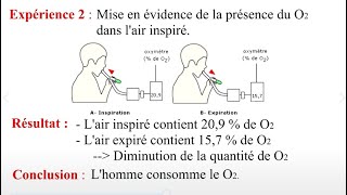 le mécanisme des échanges gazeux respiratoires entre le sang et les cellules [upl. by Cozmo750]