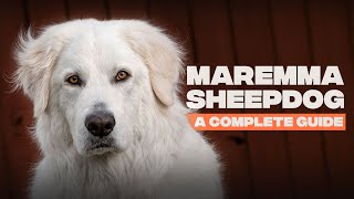 Maremma Sheepdog The Complete Breed Guide [upl. by Norabel]