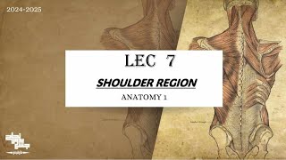 Review on Shoulder RegionampAxilla  Anatomy 1  Lec 7 [upl. by Tobiah642]