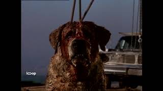 Cujo 1983  Forever Cinematic Commentary [upl. by Carita]