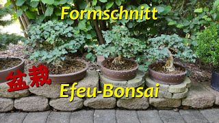 EfeuBonsai  Formschnitt [upl. by Amhser]