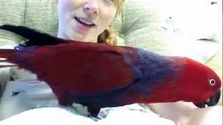 Talkative Eclectus [upl. by Ragse]