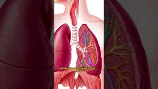 Navigating Rhinitis Treatment Western and TCM Perspectives [upl. by Nayrb]