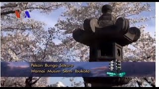 Pekan Bunga Sakura di Washington DC 1  VOA Dunia Kita [upl. by Wager]