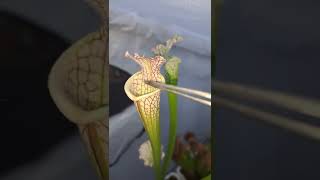 Carnivorous plant sarracenia live feeding shorts [upl. by Trebleht589]