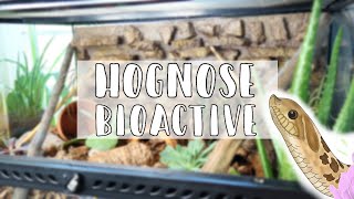 Western Hognose Snake Bioactive Enclosure Setup  Trying Bio Dude Substrate [upl. by Naitirb580]