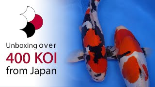 Our largest shipment of koi ever  Unboxing of 433 koi shipped directly from Japan [upl. by Imugem]