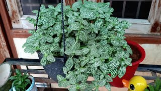 Best Shade Loving Plant  Fittonia  Nerve Leaf Plant  How to Grow and Care Fittonia Plant [upl. by Steffie]