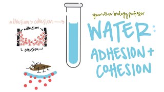 Water Properties  Adhesion  Cohesion  Surface Tension  Capillary Action Intro Biology [upl. by Ibby]