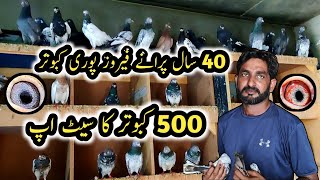 500 Kabootar Ka Setup  Feroz Puri Kabootar  Sadna Kabootar  Mahro Waly Kabootar [upl. by Doro]