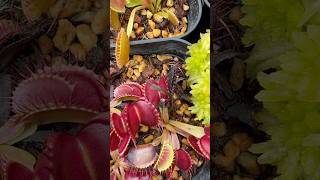 ハエトリソウが“蝿”を捕らえるcarnivorousplants halloween  Venus Flytrap ベランダの小さな自然 [upl. by Seaman]