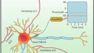 EPSP amp IPSP [upl. by Anauq]