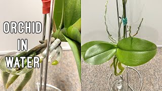 How to Grow Orchids in Water [upl. by Ahsin]