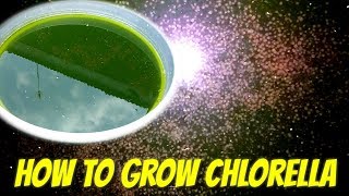 HOW TO GROW CHLORELLA AT HOME [upl. by Bathesda577]