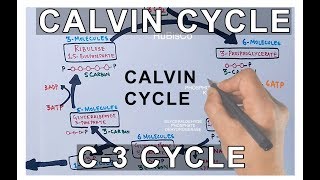 Photosynthesis  Calvin Cycle [upl. by Etnad]