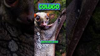 Flying frog vs Colugo trandingshorts viralshort fact [upl. by Enutrof]