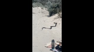 Deadly snake gets up close to Aussie family on the beach [upl. by Aidualk]