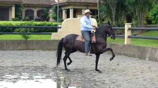 CABALLO PASO COSTARRICENSE YEGUA NOCHE BUENA [upl. by Eveleen]