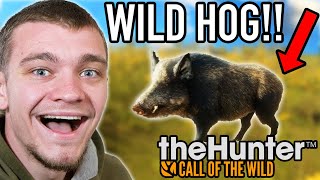 Bow Hunting Wild Hogs [upl. by Lubba]