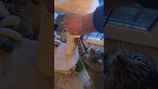 shorts 猫抓伤 Māo zhuā shāng katze kratzt tabby and me scratching togethercatfunnycats [upl. by Notrem]