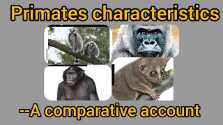 Primates characteristics Part1A comparative accountAnthropologyInsightsforUPSCNET [upl. by Herb782]