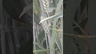 Wheat Cultivation Time afghanistanfoodagriculture viral nature afghanvillage [upl. by Ryann539]