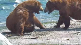 Bear fight Chunk sneak attack on 747 Brooks Falls 3 July 2024 exploreorg [upl. by Attenaj]