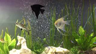 Angelfish Cardinal Tetras [upl. by Elime]