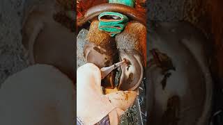 Ulcer under hoof Cows hoof care shorts asmr satisfying [upl. by Nyrad]