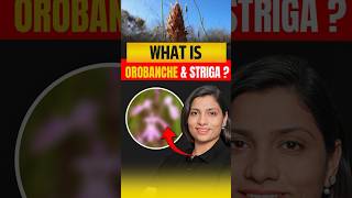 What Is Orobanche amp Striga  NEET Concept neetbiology neet2025 riturattewal orobanche striga [upl. by Noillid]