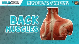 Muscles of the Back  Anatomy Model [upl. by Marthena]