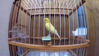 canaris elevage  video bonus [upl. by Fasa332]