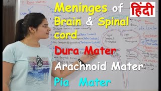 Meninges of brain amp spinal cord in Hindi  Dura mater  Arachnoid mater  Pia mater [upl. by Steinberg]