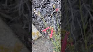 Penstemon rostriflorus in the Sacatar Trail Wilderness Near Kennedy Meadows sierranevada nature [upl. by Atinnor986]