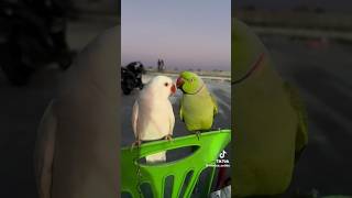 Parrot 🐦 Talking Each other foryou viralvideo nature trending viral viralshorts birdslover [upl. by Maer695]