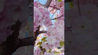 Spring Blooming flowermeditation naturevideo flowersheal relaxingflowers [upl. by Tterej]