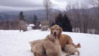 Butternut Goldens  Mother Playing With Her Pups [upl. by Anilra301]