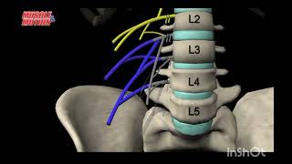 The Lumber Plexus  explained medicalstudent greysanatomy [upl. by Elle585]