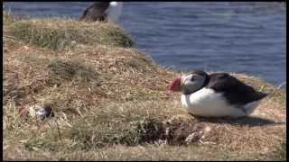 Puffin Island  The Isle of Lunga [upl. by Moses]