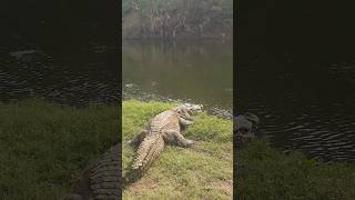 😱😱🐊 THE AMAZING CROCODILE 🐊 😱😱 crocodile india trending [upl. by Ahseinar]