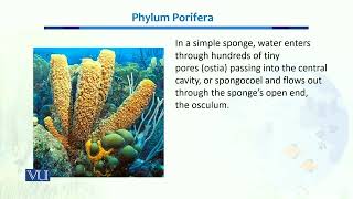 Phylum Porifear  Biodiversity amp EvolutionII  BT201Topic034 [upl. by Tat52]