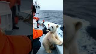 The lost polar bear reunited with her mom [upl. by Ykcul]