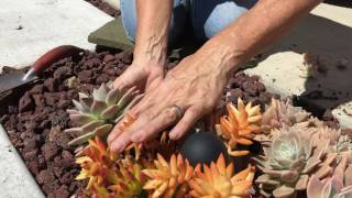 Succulent Planting Tips [upl. by Stichter]