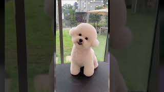 Bichon frise cute puppy [upl. by Lauretta]