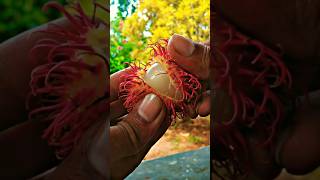 Look how beautiful and delicious these rambutans are CFRUITC [upl. by Norrahc]