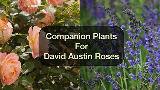 Companion Plants for David Austin Roses [upl. by Majka]